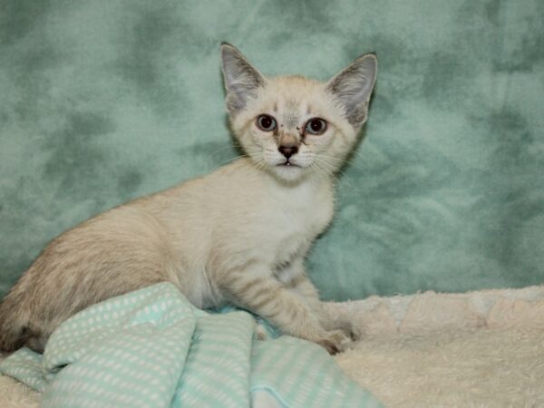 Siamese Cat Female 9469 Petland Dalton, Georgia