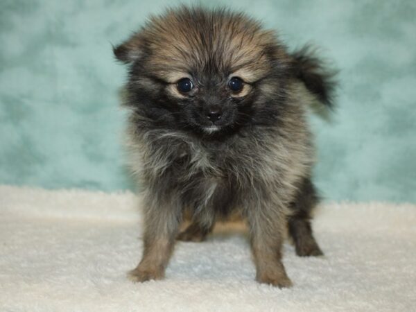 Pomeranian DOG Female Wolf Sable 20389 Petland Dalton, Georgia