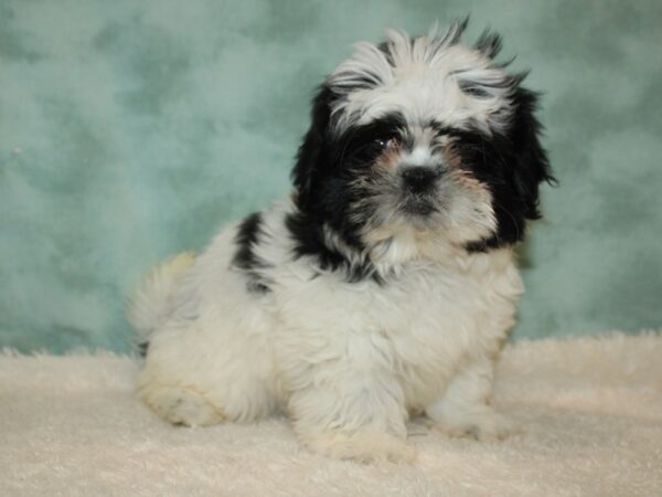 Shih Tzu DOG Female Black / White 20382 Petland Dalton, Georgia