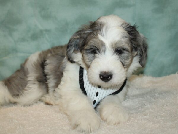 Aussiechon DOG Male Blue Merle / White 20400 Petland Dalton, Georgia