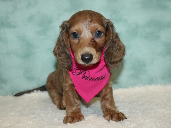 Dachshund DOG Female Isabella Fawn 20388 Petland Dalton, Georgia