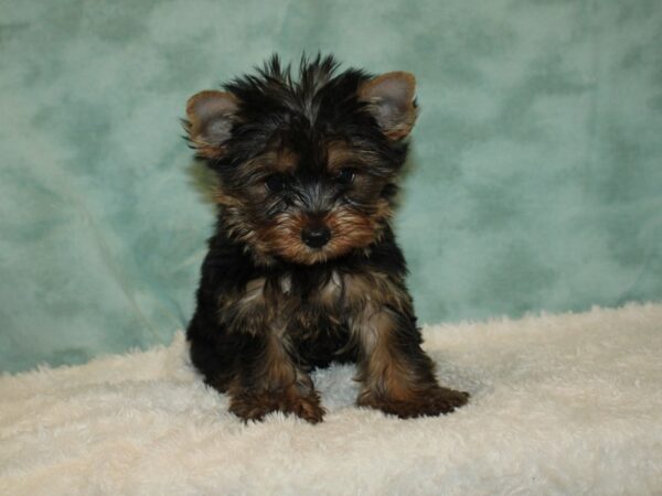 Yorkshire Terrier DOG Male Black and Tan 20391 Petland Dalton, Georgia