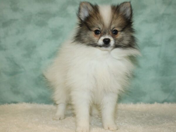 Pomeranian DOG Female White 20368 Petland Dalton, Georgia