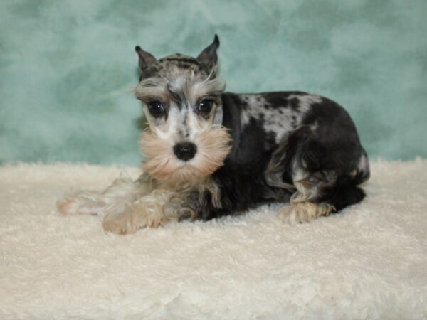 Miniature Schnauzer DOG Female Blue Merle 20386 Petland Dalton, Georgia