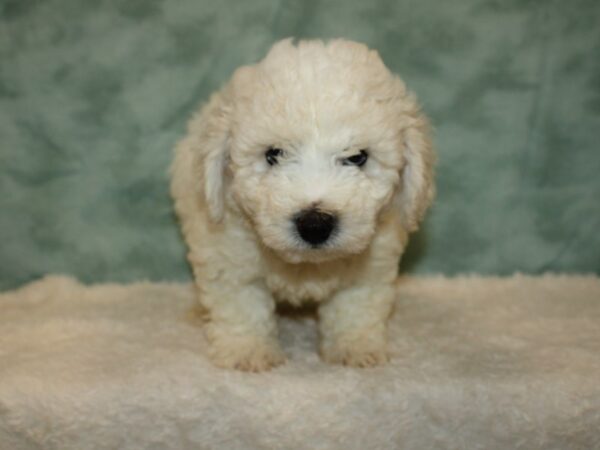 Bichon Frise DOG Male White 20385 Petland Dalton, Georgia