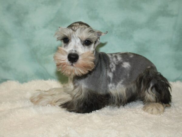 Miniature Schnauzer DOG Male Blue Merle 20398 Petland Dalton, Georgia