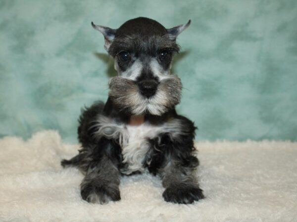 Miniature Schnauzer DOG Female Salt / Pepper 20396 Petland Dalton, Georgia