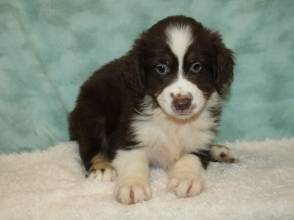 Miniature American Shepherd DOG Male Red Black / White 20384 Petland Dalton, Georgia