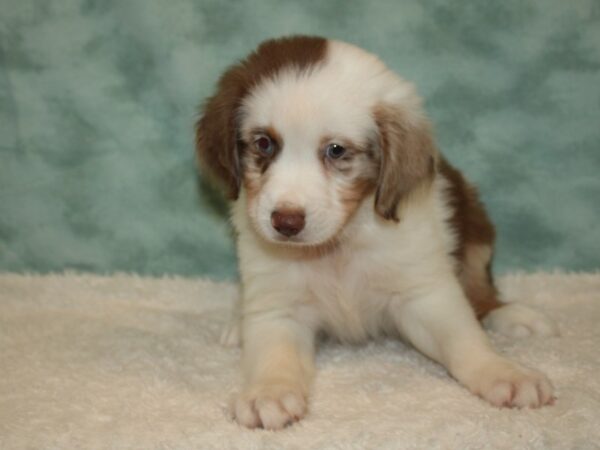 Miniature American Shepherd DOG Male Red Merle 20383 Petland Dalton, Georgia