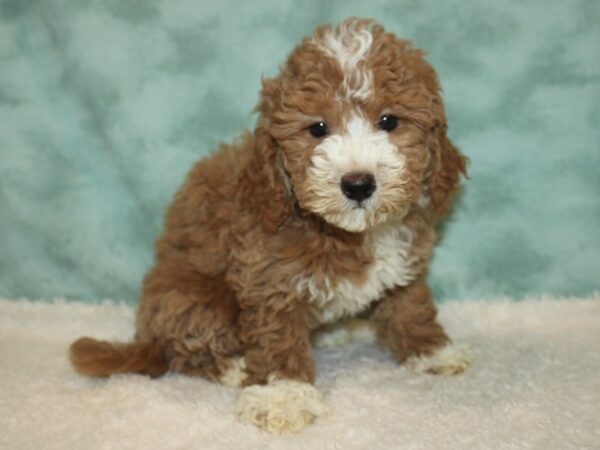 Mini Goldendoodle DOG Female Red 20394 Petland Dalton, Georgia