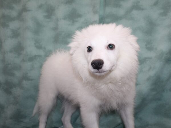 American Eskimo Dog-DOG-Male-White-9405-Petland Dalton, Georgia