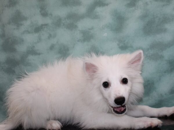 American Eskimo Dog-DOG-Female-White-9406-Petland Dalton, Georgia