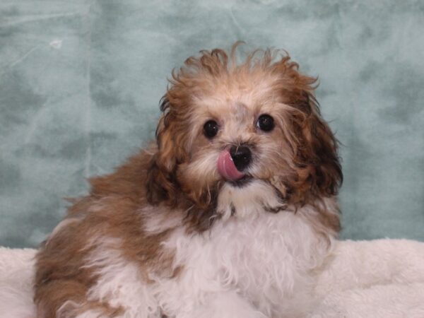 Poodle/Bichon Frise-DOG-Male-Brindle / White-9414-Petland Dalton, Georgia