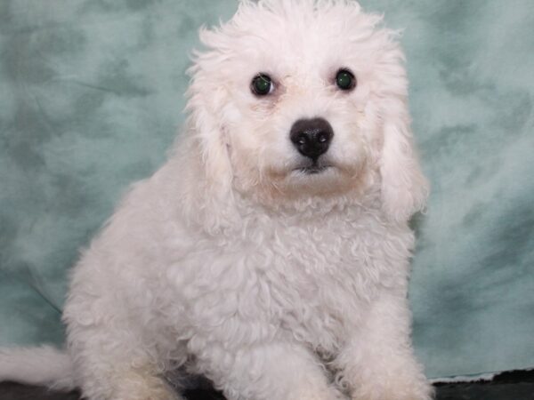 Bichon Frise DOG Male White 9415 Petland Dalton, Georgia