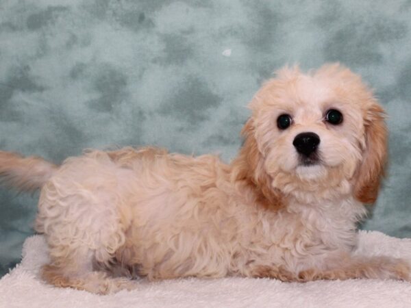 Cavachon DOG Male Blenheim / White 9413 Petland Dalton, Georgia