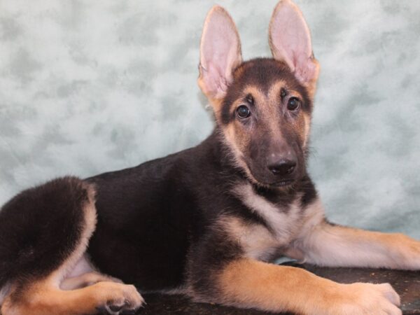 German Shepherd Dog DOG Male Black / Tan 9441 Petland Dalton, Georgia