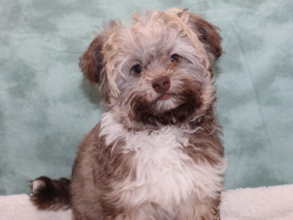 Havanese-DOG-Male-Silver Brindle-9418-Petland Dalton, Georgia