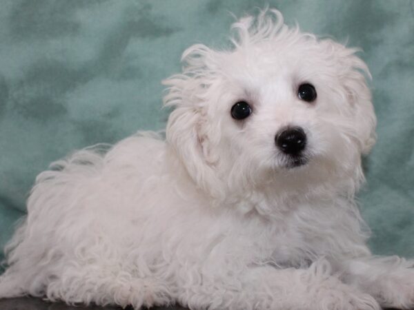 Maltichon DOG Female White 9392 Petland Dalton, Georgia