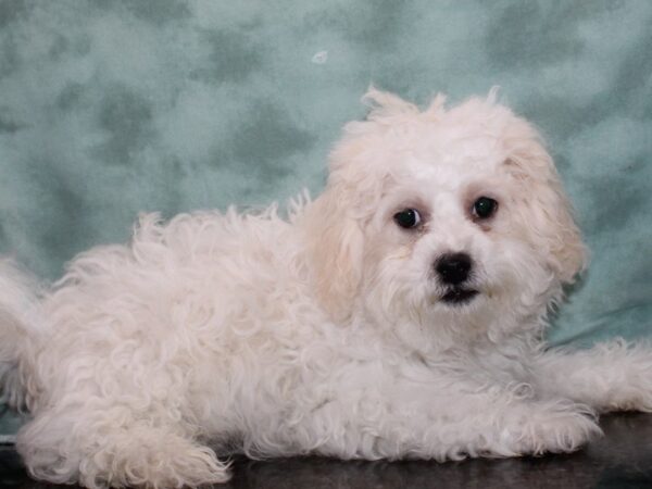 Teddy Bear DOG Male White / Brown 9391 Petland Dalton, Georgia