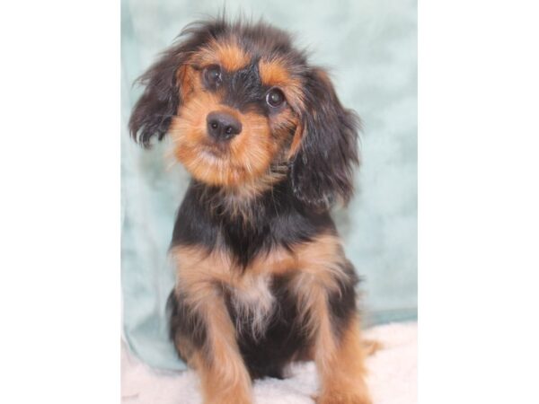 Yorkalier-DOG-Male-Black / Tan-9397-Petland Dalton, Georgia