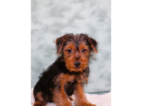 Yorkshire Terrier DOG Male Black / Tan 9444 Petland Dalton, Georgia