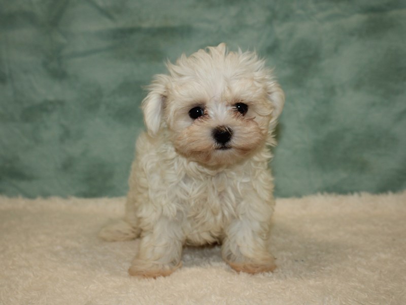 Maltese Puppy White ID:20403 Located at Petland Dalton, Georgia