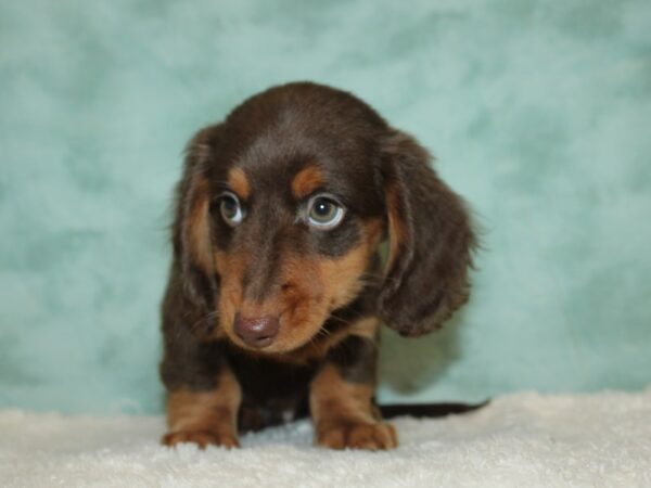 Dachshund DOG Male Chocolate / Tan 20401 Petland Dalton, Georgia