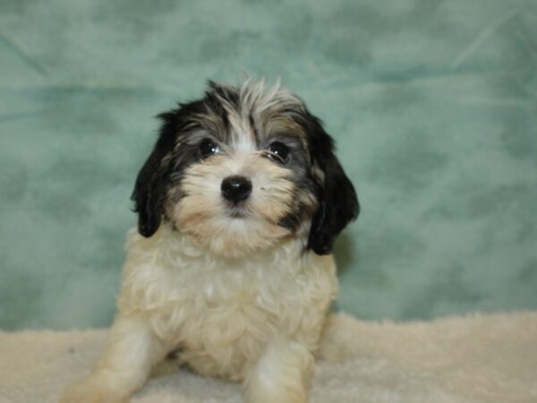 Havachon-DOG-Female-Chocolate / White-9450-Petland Dalton, Georgia