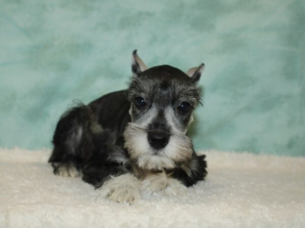 Miniature Schnauzer DOG Female Salt / Pepper 9454 Petland Dalton, Georgia