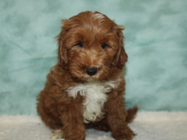 Miniature Goldendoodle DOG Male red 20415 Petland Dalton, Georgia