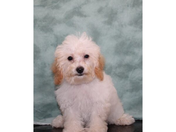 Bichapoo DOG Male Tan / White 9430 Petland Dalton, Georgia