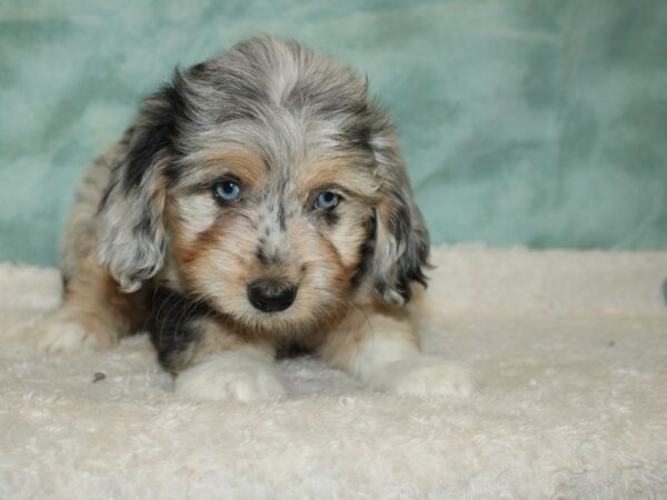 Miniature Aussie Poo DOG Female Blue merle 20409 Petland Dalton, Georgia