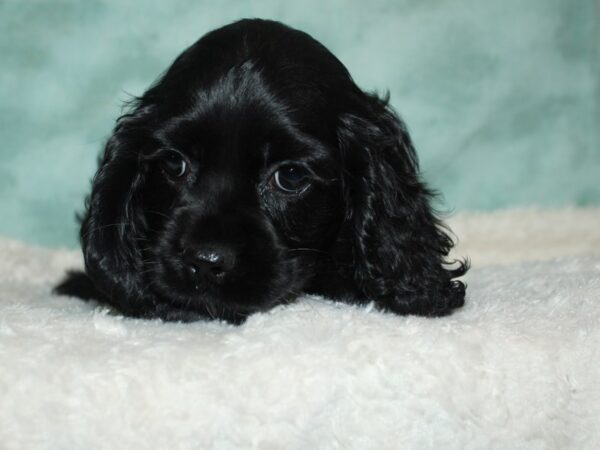 Cocker Spaniel DOG Female black 20408 Petland Dalton, Georgia