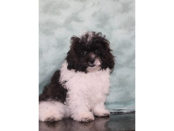 ShizaPoo-DOG-Male-Blk&Wh-9422-Petland Dalton, Georgia