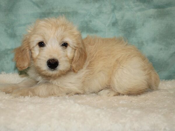 Miniature Aussie Poo DOG Female Cream 9461 Petland Dalton, Georgia