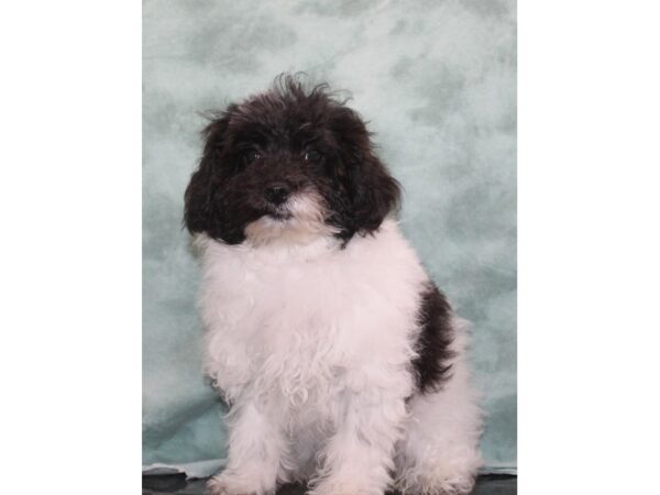 ShizaPoo-DOG-Female-Blk&Wh-9423-Petland Dalton, Georgia