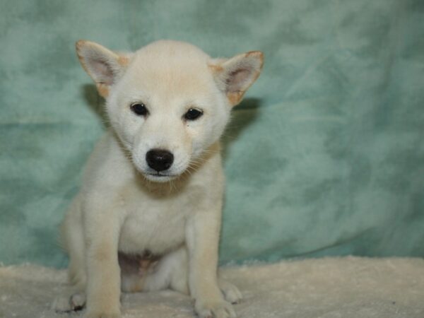 Shiba Inu DOG Male white 20411 Petland Dalton, Georgia