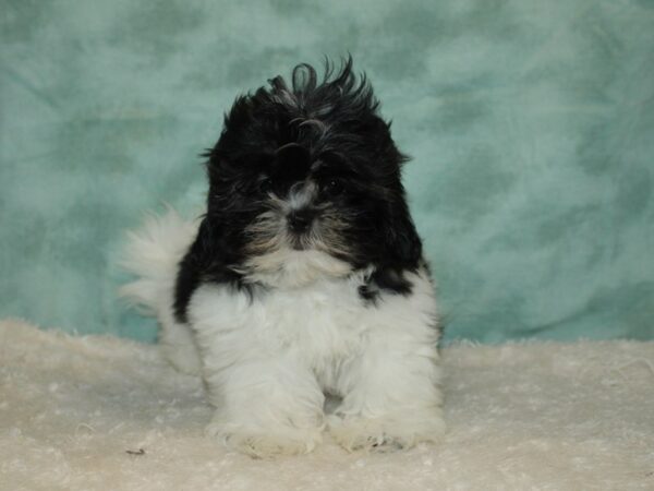 Shih Tzu DOG Female blk & wh 20412 Petland Dalton, Georgia