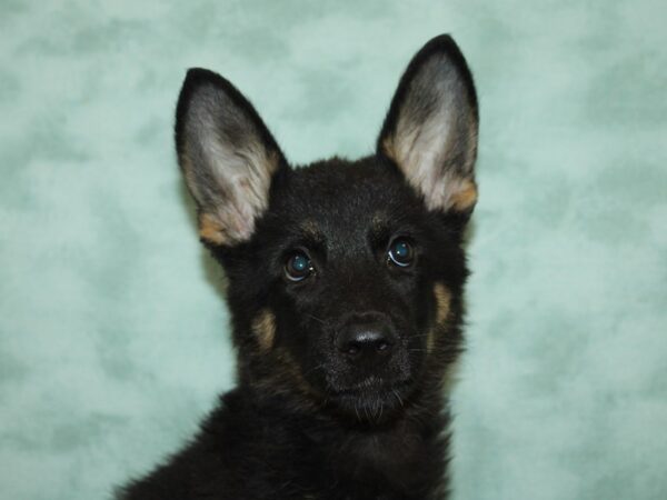 German Shepherd-DOG-Female-Blk & tan-20419-Petland Dalton, Georgia