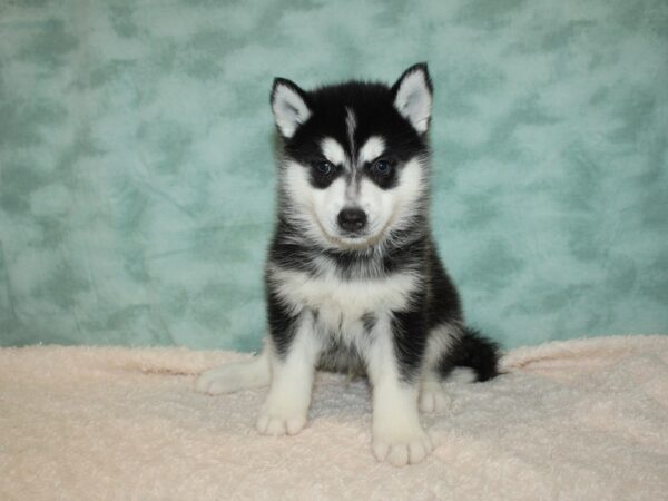 Huskimo DOG Male Black / White 20405 Petland Dalton, Georgia