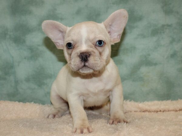 French Bulldog DOG Female Cream 20402 Petland Dalton, Georgia