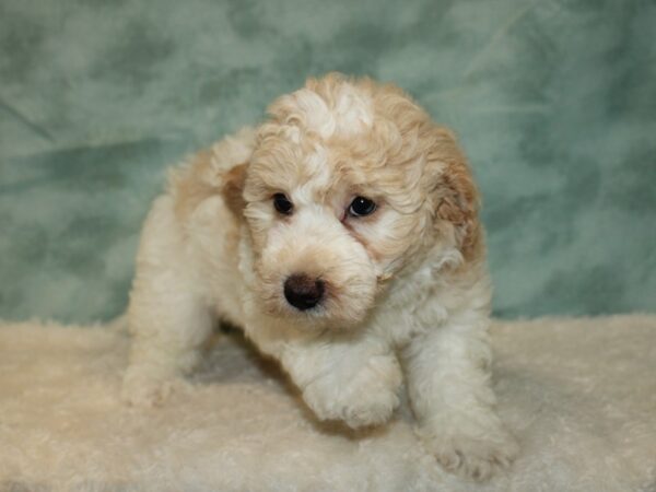 Miniature Goldendoodle 2nd Gen-Dog-Female-White / Red-20551-Petland Dalton, Georgia