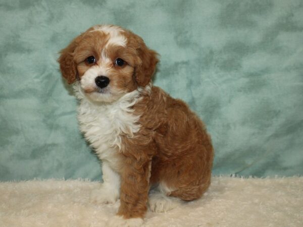 Bernedoodle Mini 2nd Gen DOG Female Cream / White 9451 Petland Dalton, Georgia