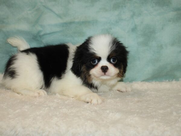 Japanese Chin DOG Male Blk & wh 20418 Petland Dalton, Georgia