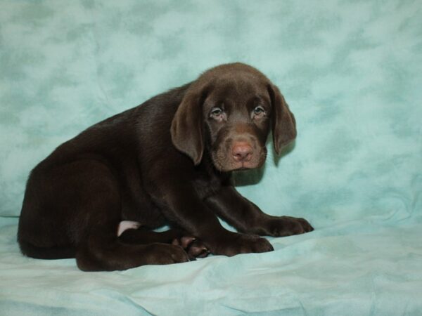 Labrador Retriever DOG Male Chocolate 9449 Petland Dalton, Georgia