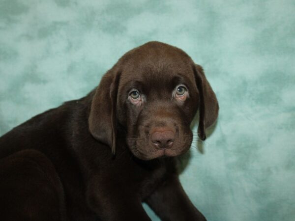 Labrador Retriever DOG Male Chocolate 20420 Petland Dalton, Georgia