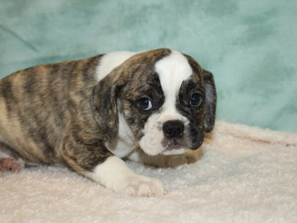 Bull Puggle-DOG-Female-Brindle / White-9452-Petland Dalton, Georgia