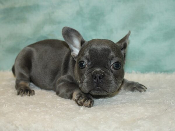 French Bulldog DOG Female Lilac 20413 Petland Dalton, Georgia