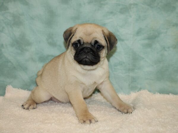 Pug DOG Female Fawn 20426 Petland Dalton, Georgia