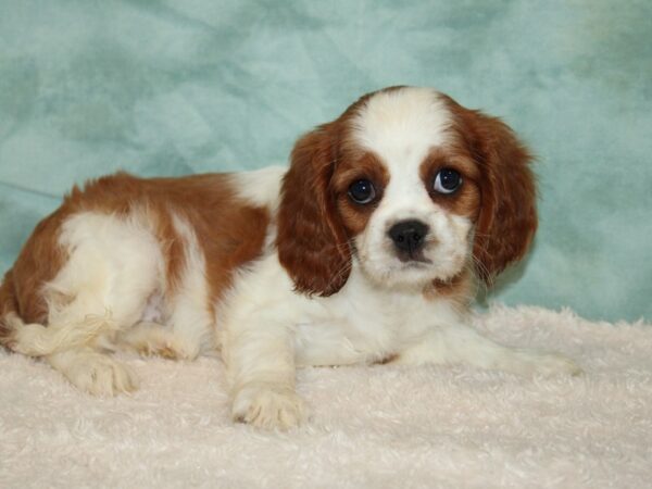 Cavalier King Charles Spaniel DOG Female Blenheim 20428 Petland Dalton, Georgia